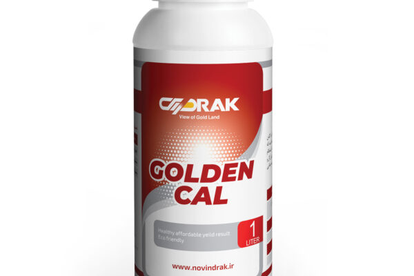 گلــدن کــل GOLDEN CAL